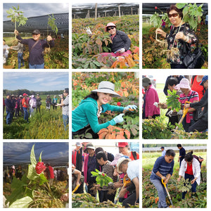 第七屆花旗參之旅報名（已經滿員）/Ginseng Trip Registration