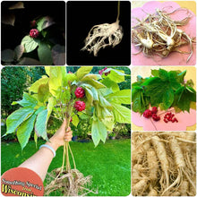 Load image into Gallery viewer, 第九屆花旗參之旅報名現在開始報名/The 9th Annual Ginseng Tour 2026 is now Open for Registration