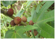 Load image into Gallery viewer, GS134 五指毛桃 Hairy Fig，4oz