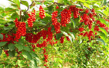 Load image into Gallery viewer, GS146  五味子 Schisandra Chinensis，4 oz