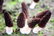 Load image into Gallery viewer, GS127特級羊肚菌Dried Mushroom (Morchella)，4 oz